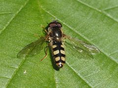 Epistrophella euchroma