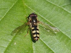 Epistrophella euchroma