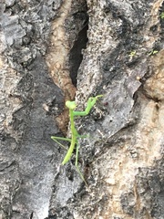 Mantidae