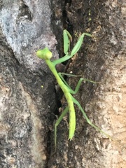 Mantidae
