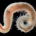 Glycera - Photo (c) smithsonian_marinegeo, some rights reserved (CC BY-NC-SA), uploaded by smithsonian_marinegeo