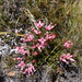 Erica supranubia - Photo (c) Robert Blackhall-Miles and Ben Ram, osa oikeuksista pidätetään (CC BY-NC), lähettänyt Robert Blackhall-Miles and Ben Ram