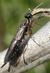 Xiphydria maculata