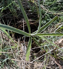 Carex hirta