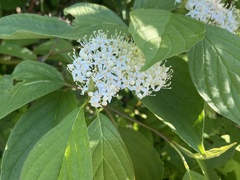 Cornus sericea occidentalis