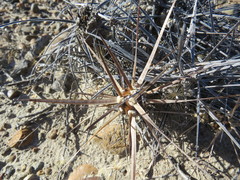 Maihueniopsis