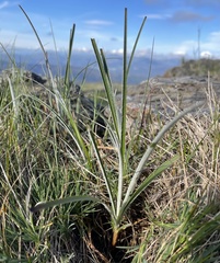 Carex hirta
