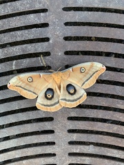 Antheraea polyphemus olivacea