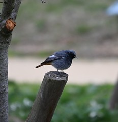 Phoenicurus ochruros