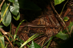 Zonosaurus madagascariensis
