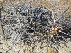 Maihueniopsis