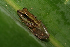 Guibemantis