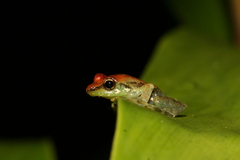 Guibemantis liber