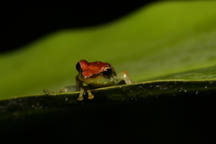 Guibemantis liber