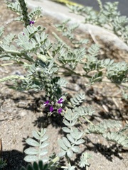 Dalea lanata