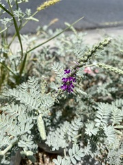 Dalea lanata