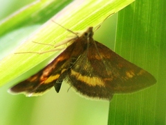 Pyrausta orphisalis