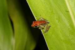 Guibemantis liber