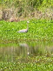 Ardea herodias