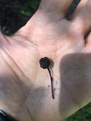 Crataegus castlegarensis