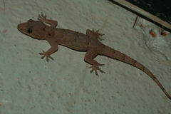 Hemidactylus mercatorius