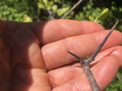 Crataegus castlegarensis