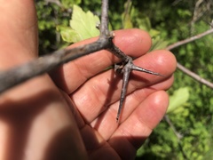 Crataegus castlegarensis