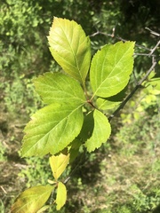 Crataegus castlegarensis