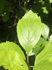 Crataegus castlegarensis