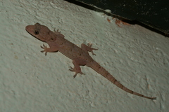 Hemidactylus mercatorius