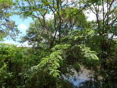 Gleditsia aquatica