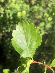 Crataegus castlegarensis