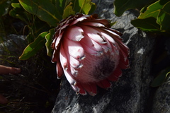 Protea magnifica
