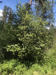 Crataegus castlegarensis