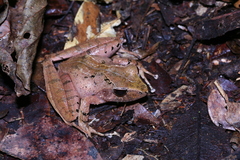 Gephyromantis plicifer