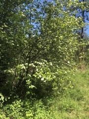 Crataegus castlegarensis