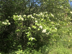 Crataegus castlegarensis
