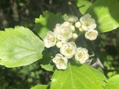 Crataegus castlegarensis