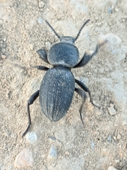 Scaurus uncinus