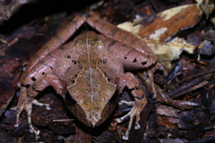 Gephyromantis plicifer