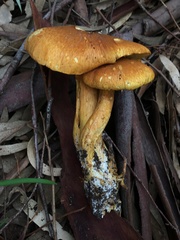 Gymnopilus junonius