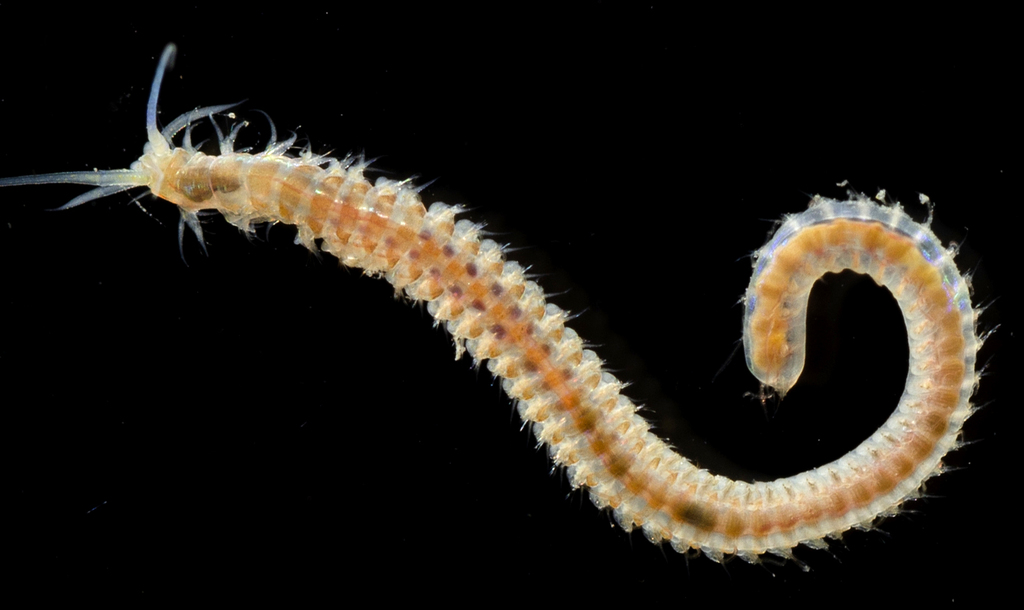 Onuphis (Scour project - identified species from samples) · iNaturalist