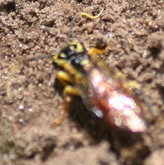 Onycholyda luteicornis