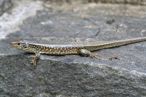Zonosaurus ornatus