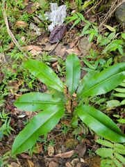 Sapium laurocerasus