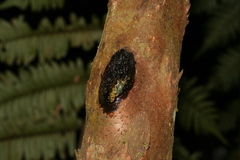 Anodonthyla moramora