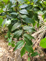 Hirtella rugosa