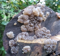 Exidia novozealandica