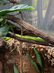 Dendroaspis angusticeps