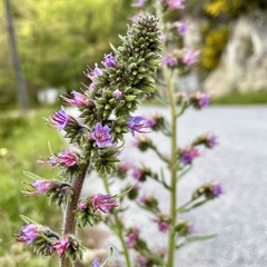 Echium lusitanicum